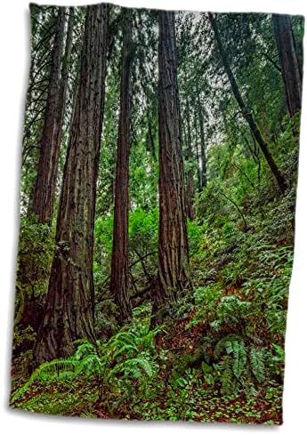 3drose Boehm Photography Nockape - redwoods על גבעה ב Muir Woods - מגבות